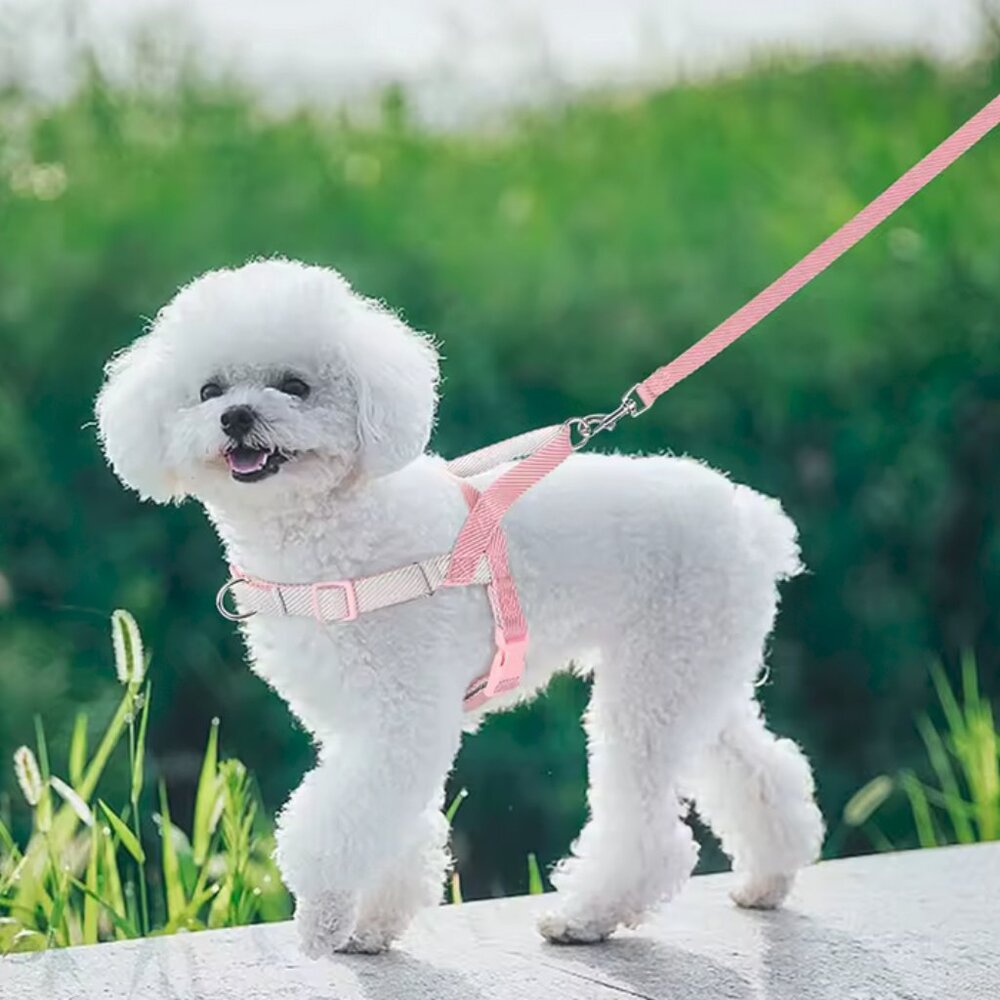 No pull Dog harness and leash XXS